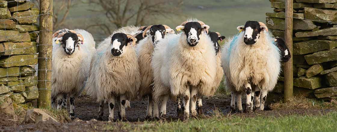 Sheep in gateway