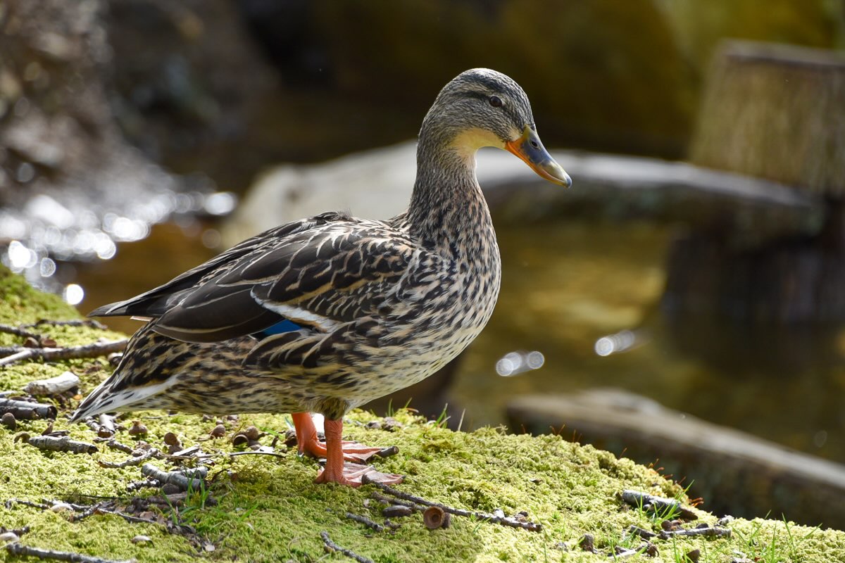 Bird resting near the lakeshore
